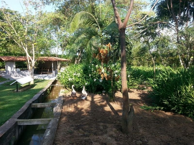 Sítio, 3 quartos, 5700 m² - Foto 3