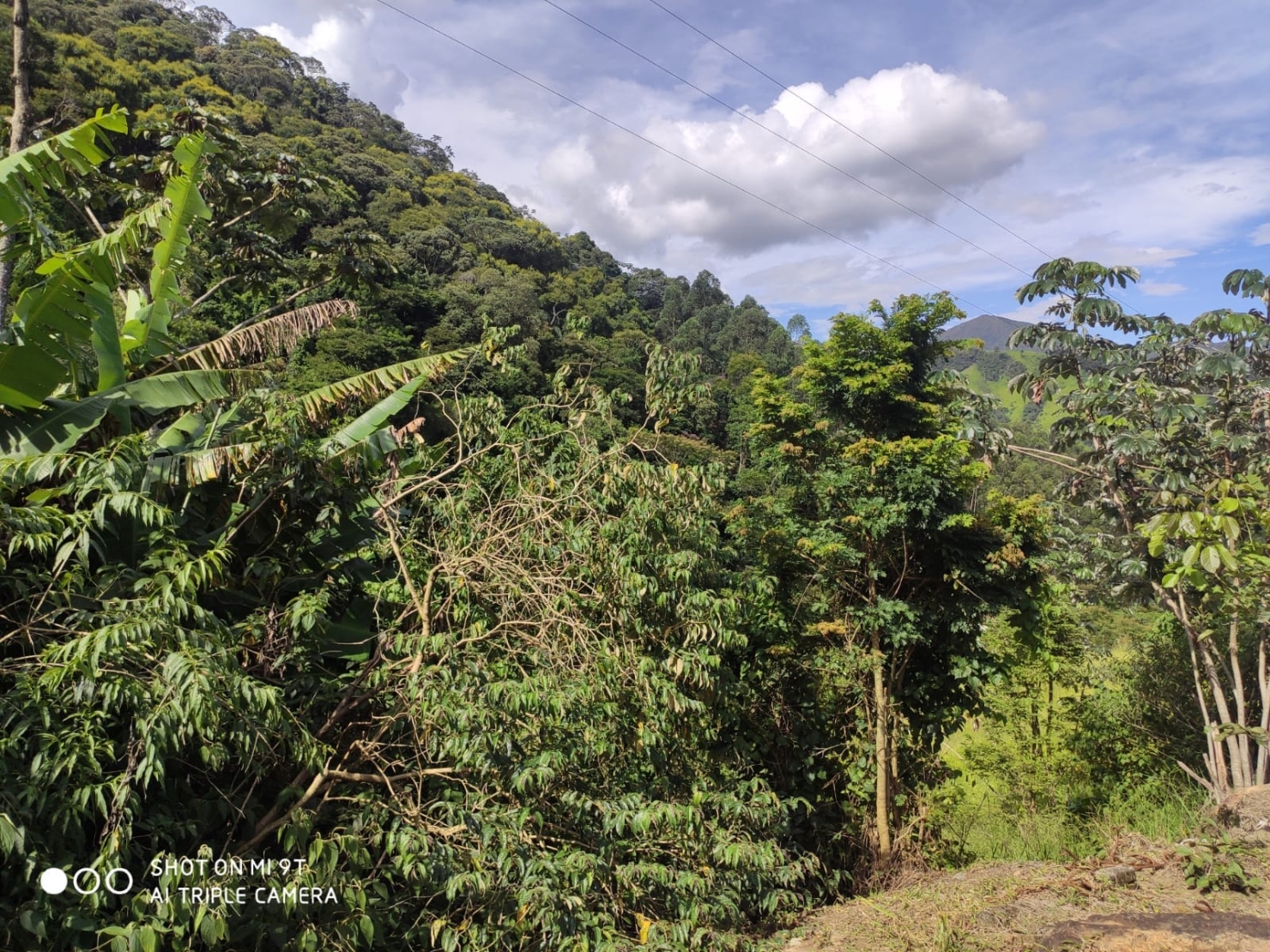 Terreno, 4 hectares - Foto 11