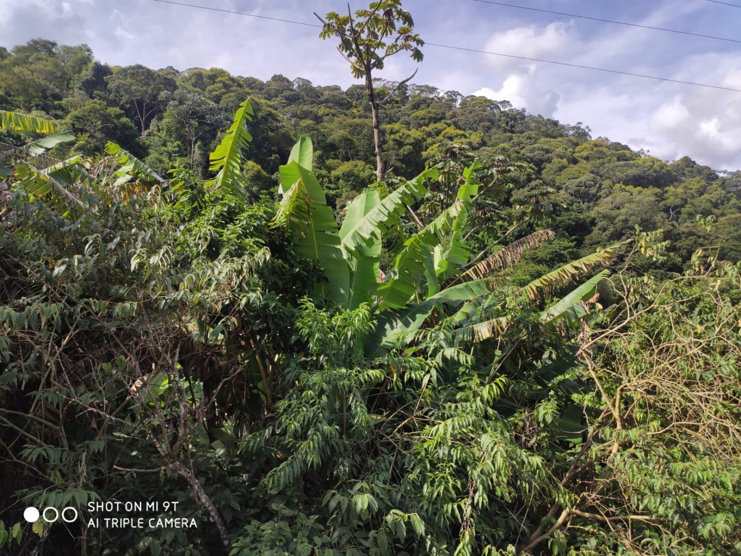 Terreno, 4 hectares - Foto 13