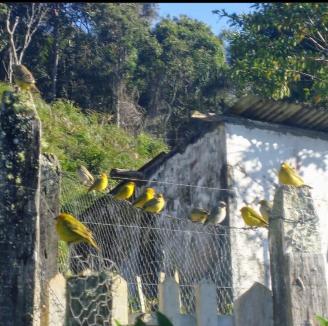 Sítio, 3 quartos, 14 hectares - Foto 3