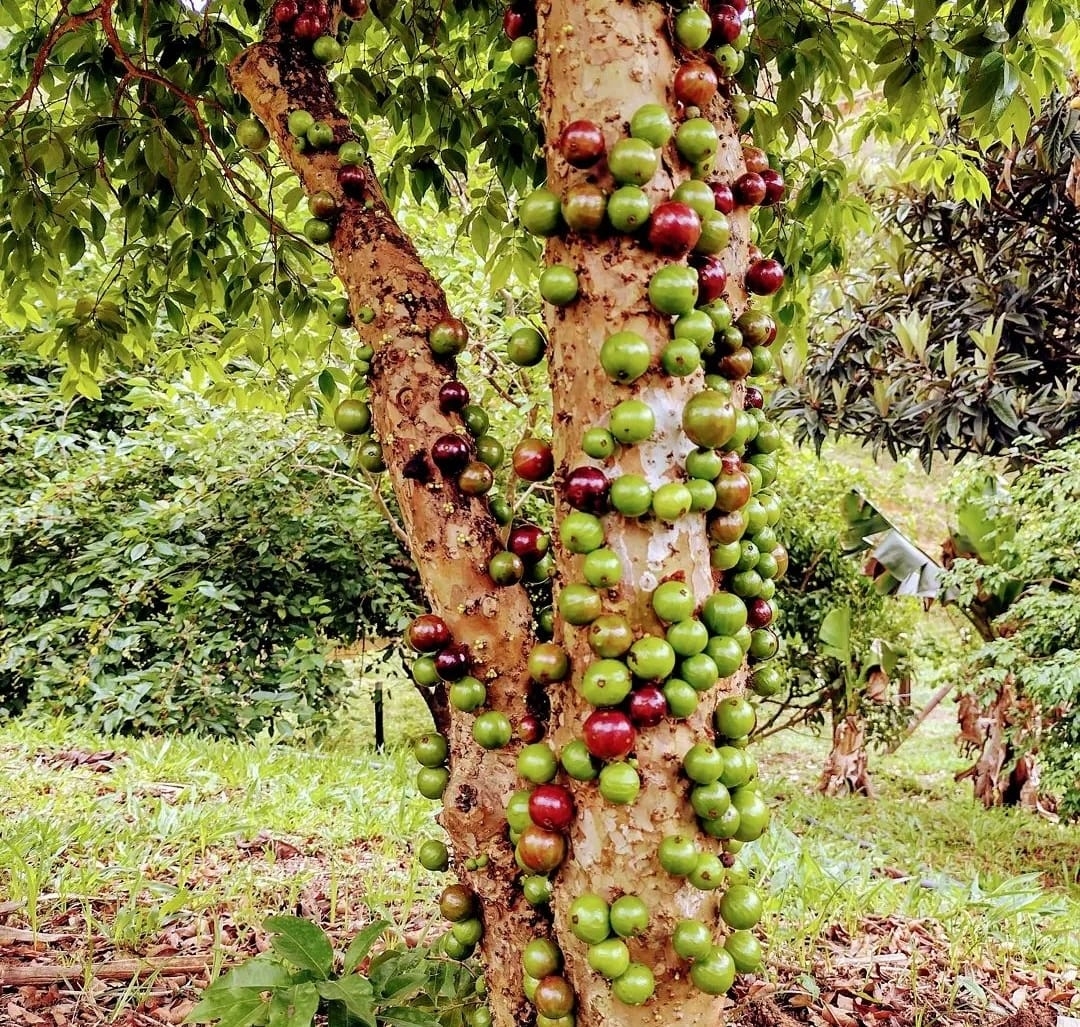 Sítio, 3 quartos, 14 hectares - Foto 30