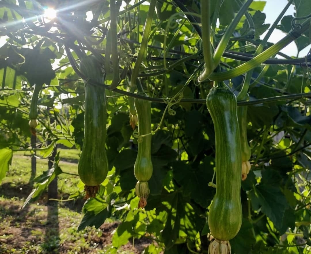 Sítio, 3 quartos, 14 hectares - Foto 34