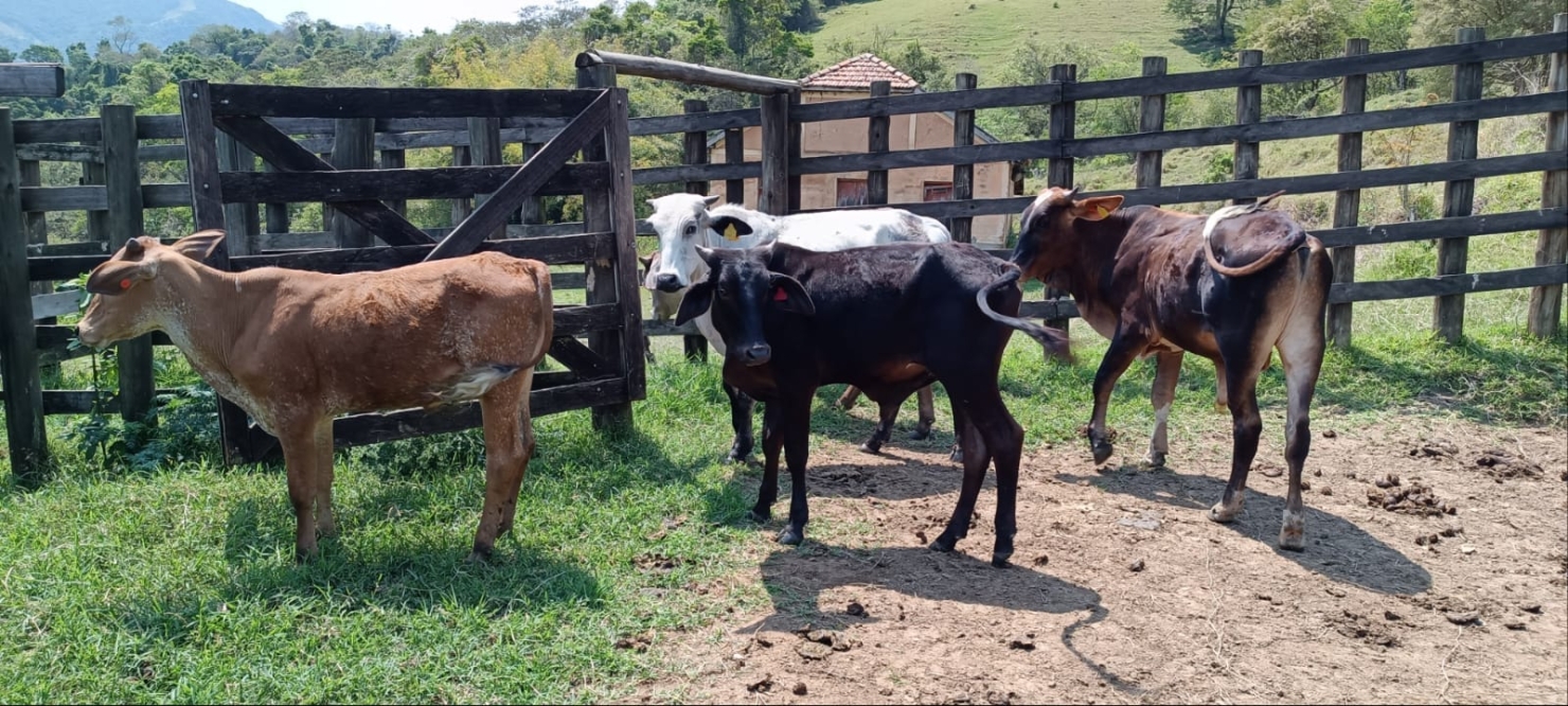 Terreno, 58 hectares - Foto 7