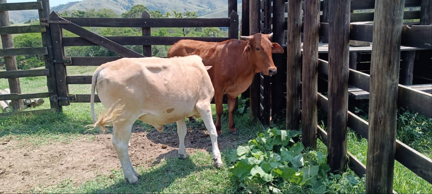 Terreno, 58 hectares - Foto 8