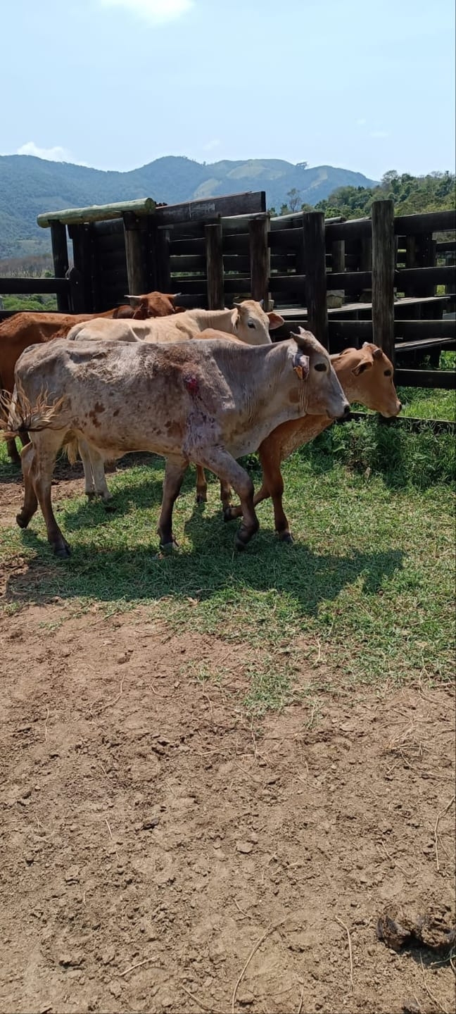 Terreno, 58 hectares - Foto 9