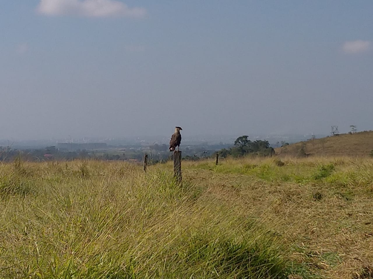 Terreno, 2 hectares - Foto 2
