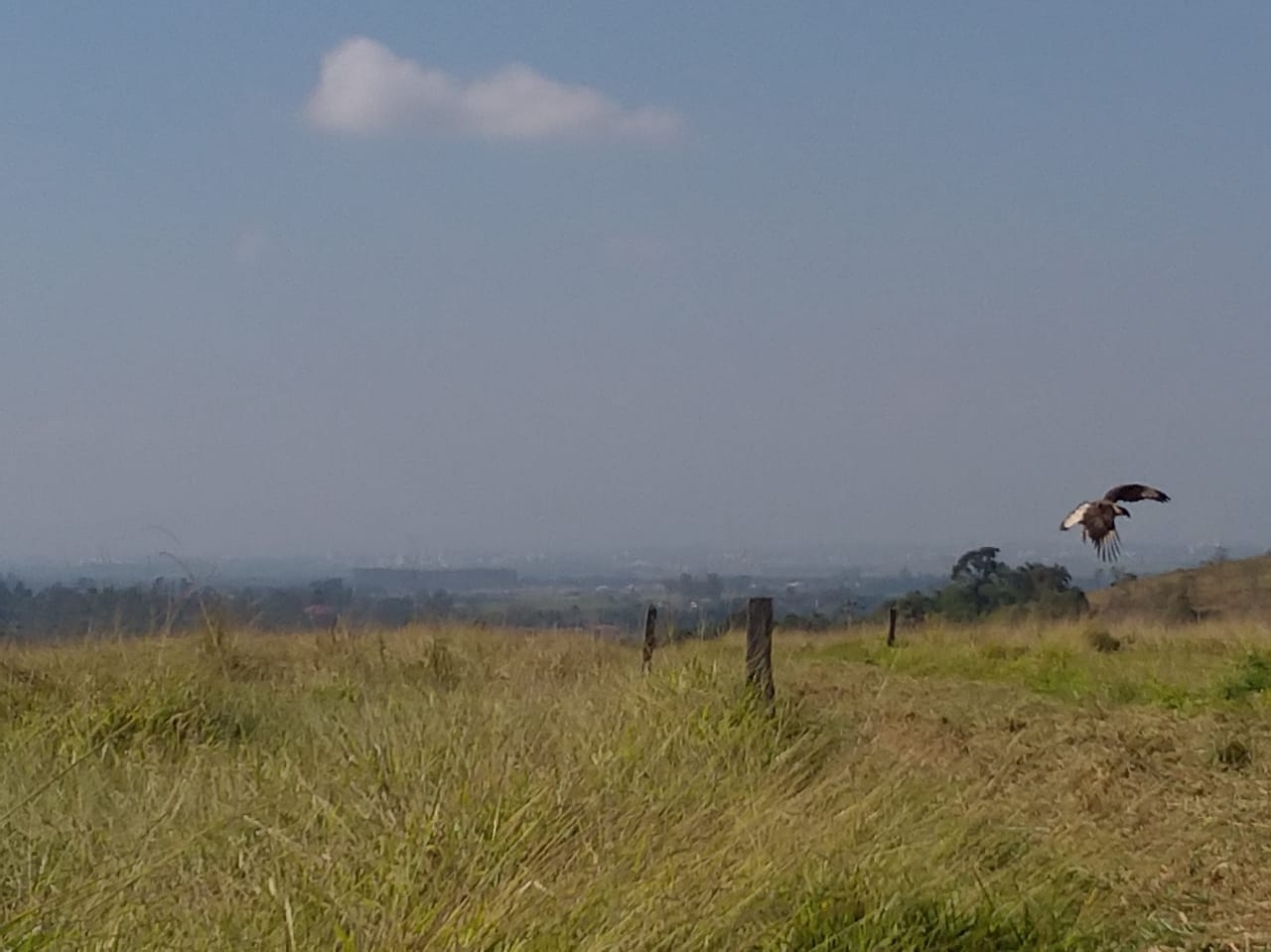 Terreno, 2 hectares - Foto 9