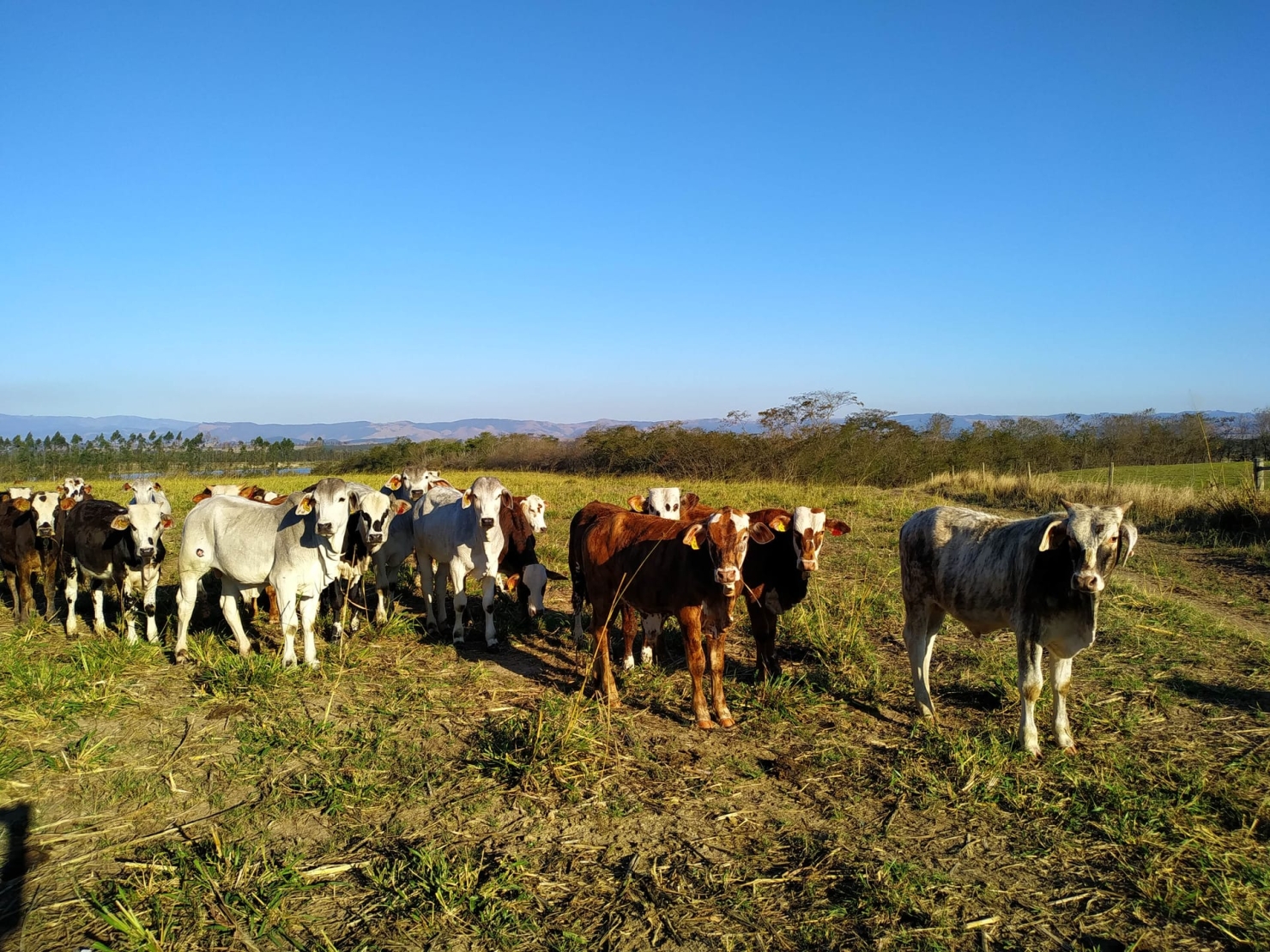 Fazenda, 484 hectares - Foto 1