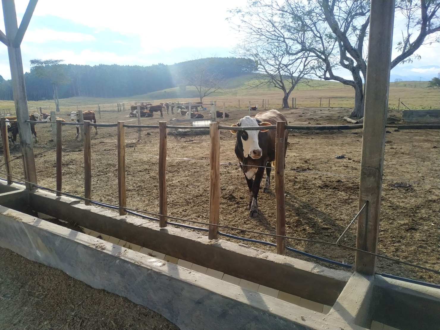 Fazenda, 484 hectares - Foto 7