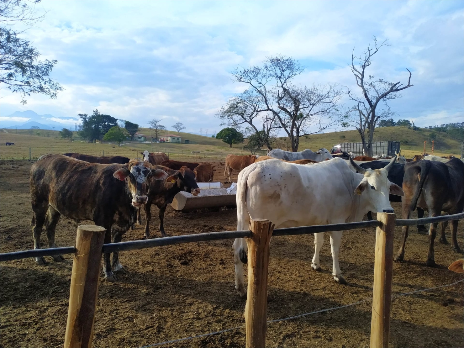 Fazenda, 484 hectares - Foto 8
