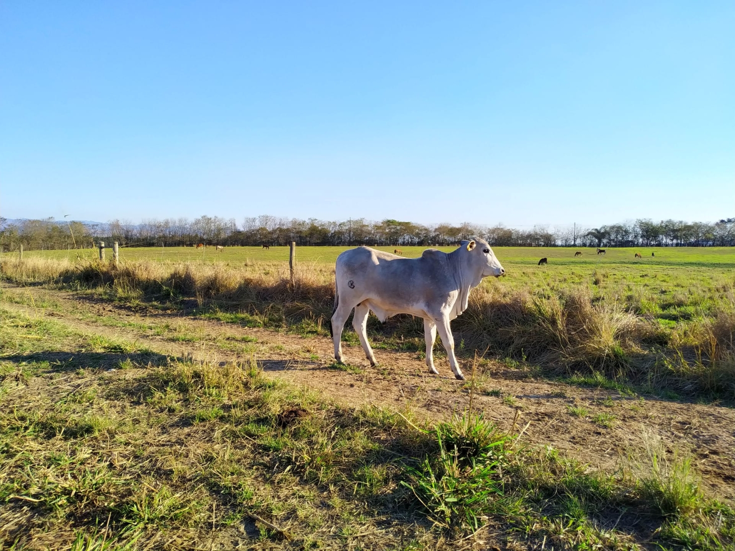 Fazenda, 484 hectares - Foto 9