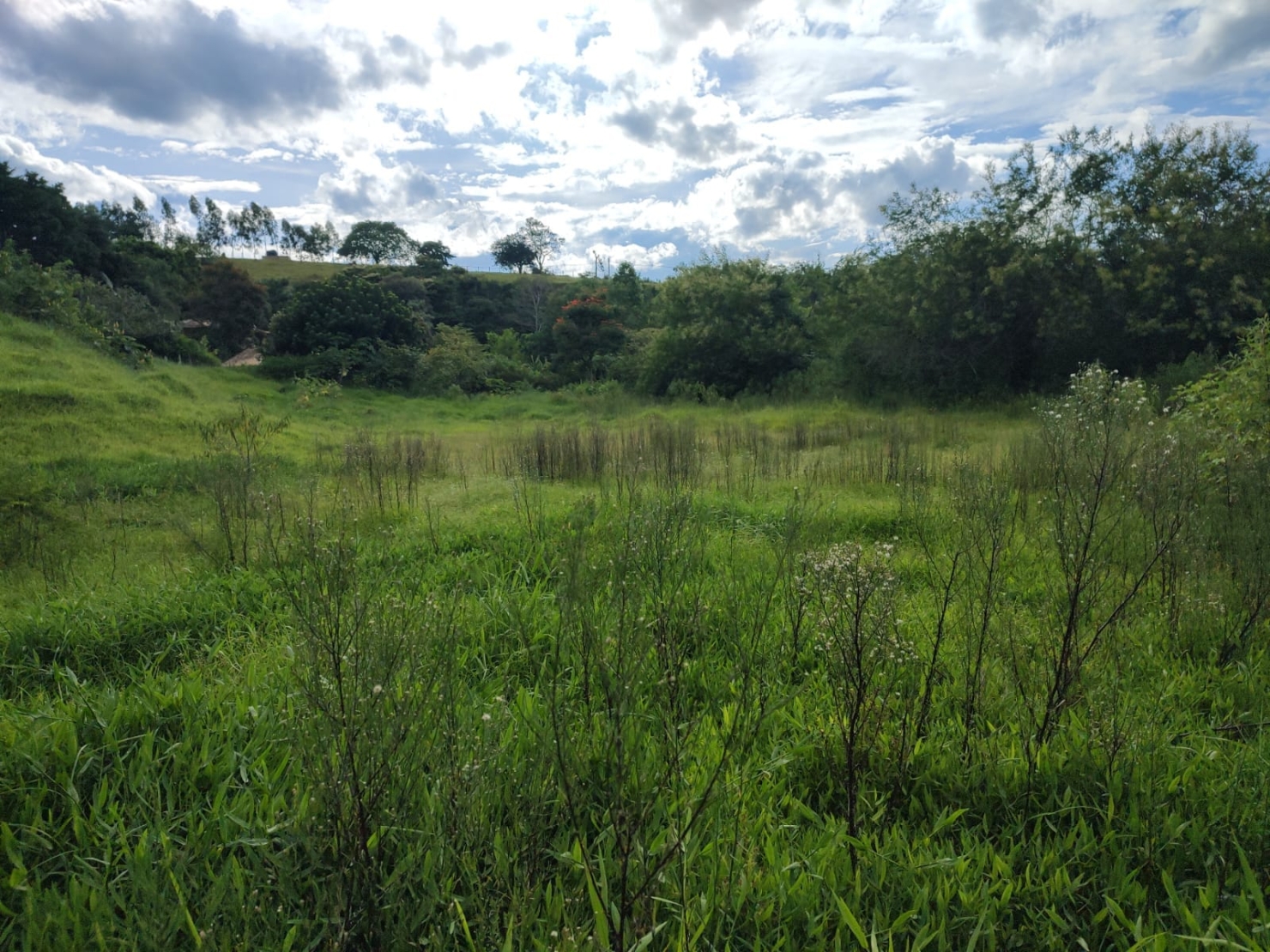 Chácara, 3 quartos, 2 hectares - Foto 6