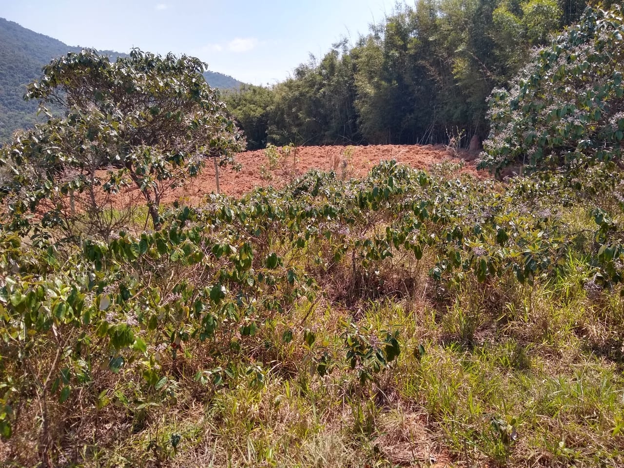 Terreno, 3 hectares - Foto 4