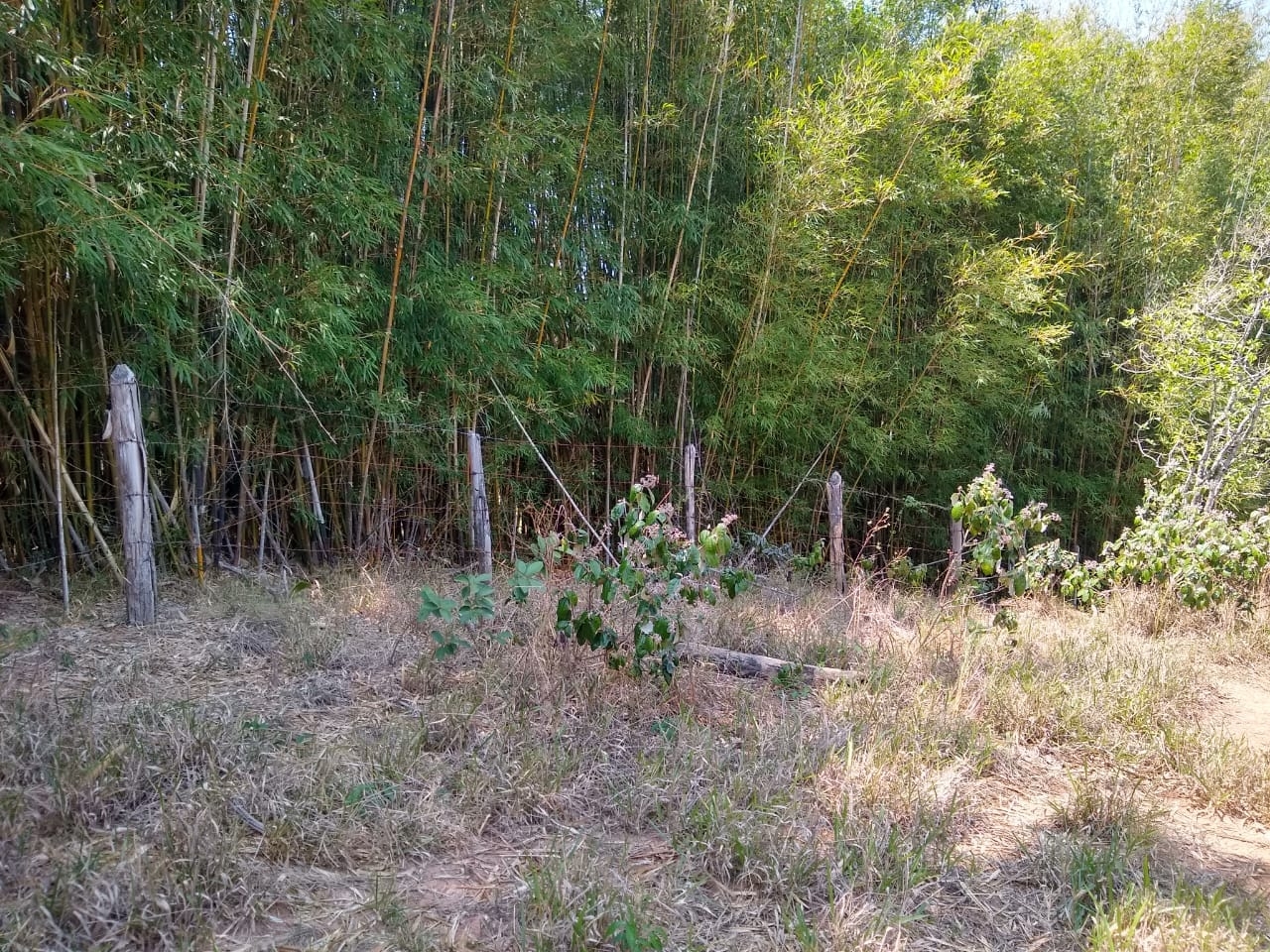 Terreno, 3 hectares - Foto 7