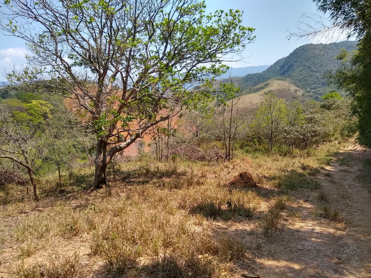 Terreno, 3 hectares - Foto 8