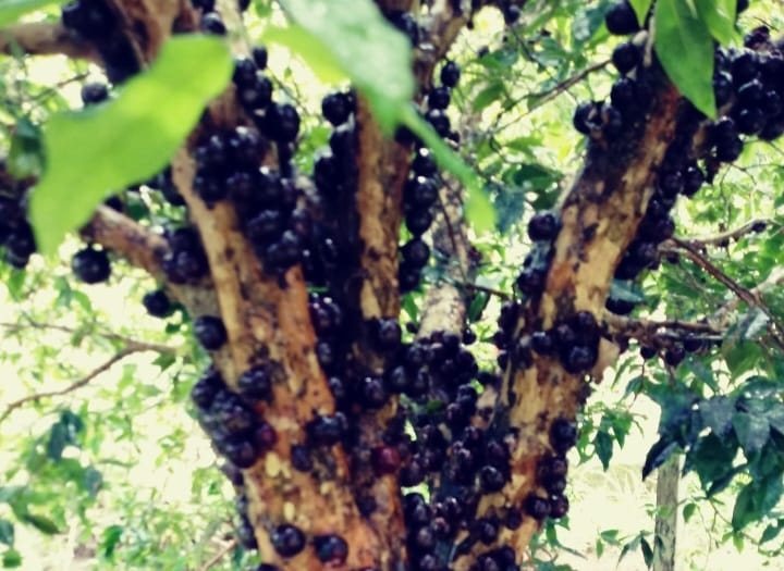 Sítio, 4 quartos, 4 hectares - Foto 13