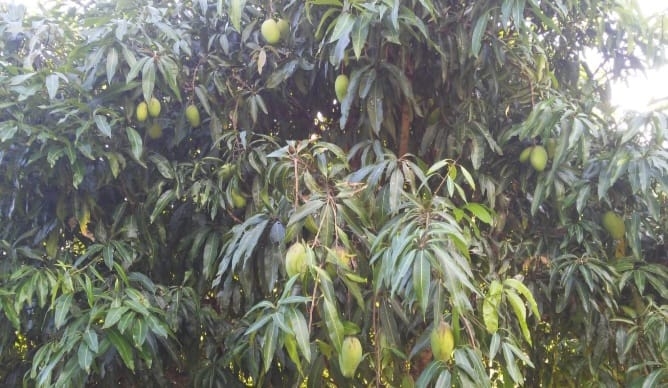 Sítio, 4 quartos, 4 hectares - Foto 23