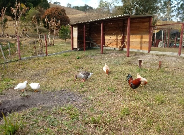 Sítio, 4 quartos, 4 hectares - Foto 24