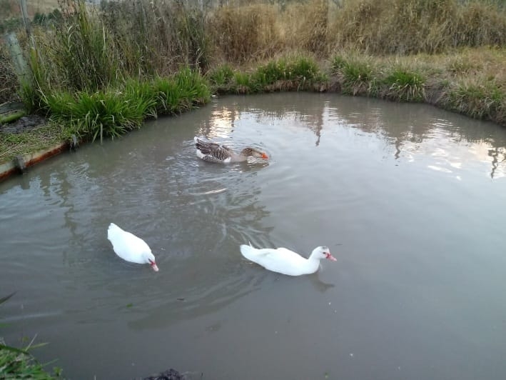 Sítio, 4 quartos, 4 hectares - Foto 25