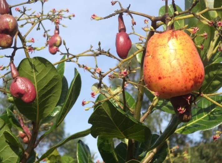 Sítio, 4 quartos, 4 hectares - Foto 26