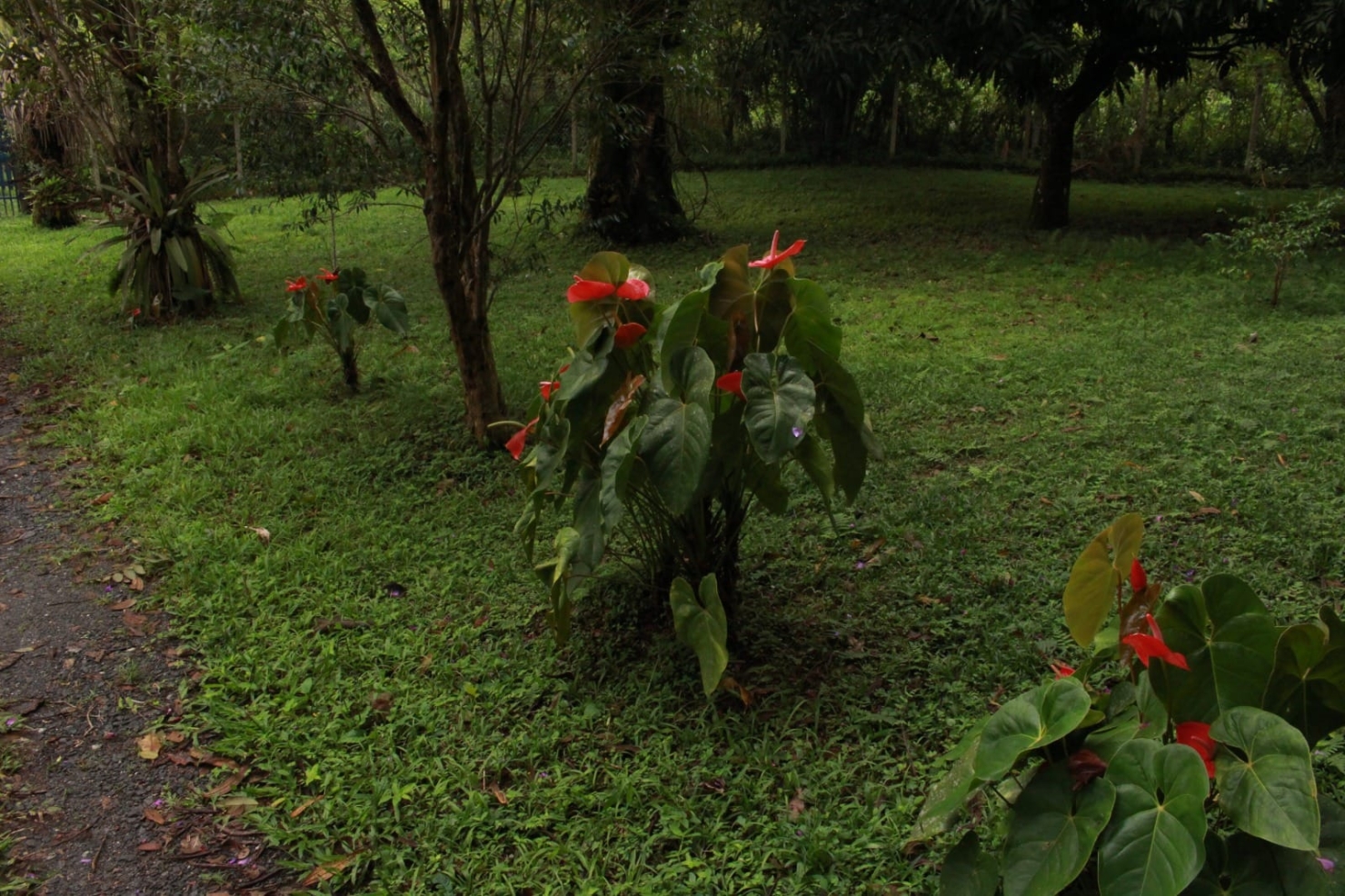 Chácara, 4 quartos, 6 hectares - Foto 9