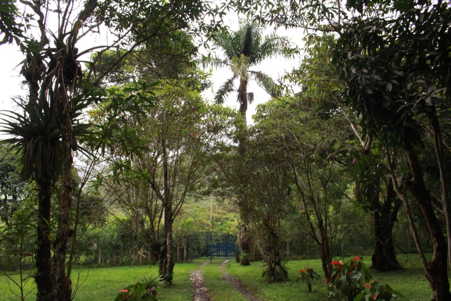 Chácara, 4 quartos, 6 hectares - Foto 10