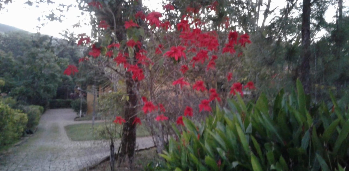 Sítio, 4 quartos, 35 hectares - Foto 7