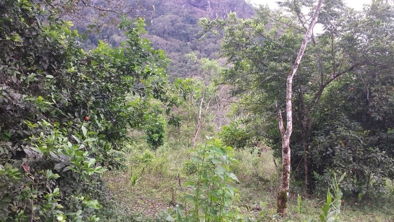 Chácara, 3 quartos, 10000 m² - Foto 57