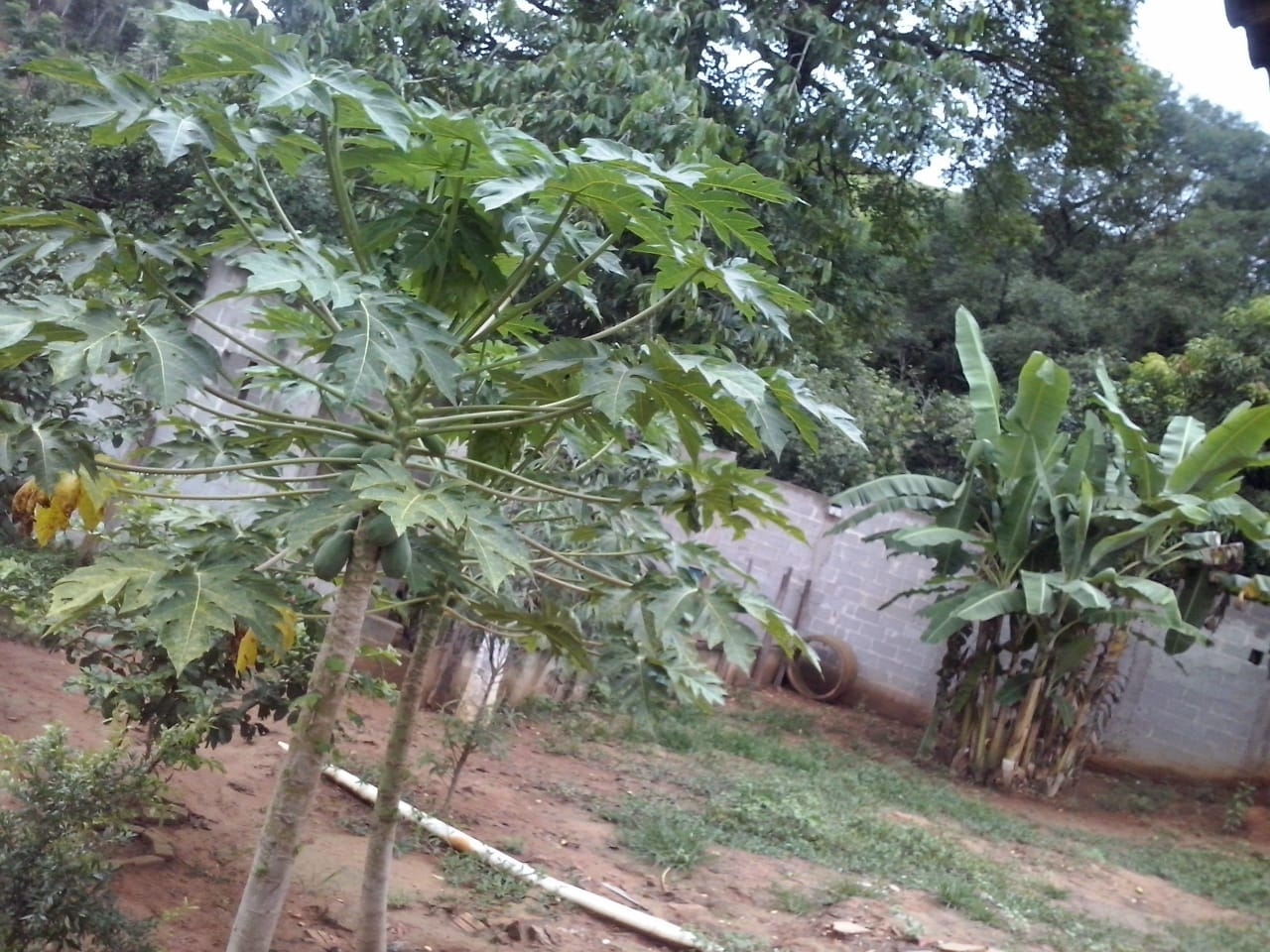 Chácara, 1 quarto, 4000 m² - Foto 22