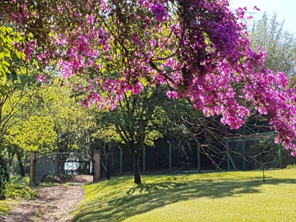 Terreno, 23 hectares - Foto 4