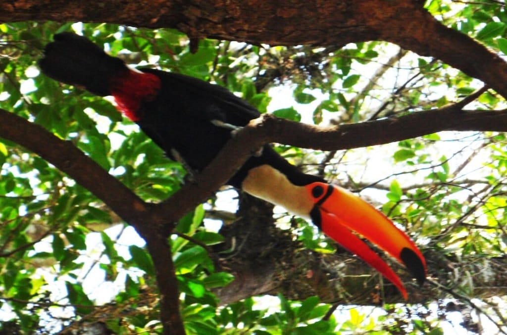 Terreno, 23 hectares - Foto 13