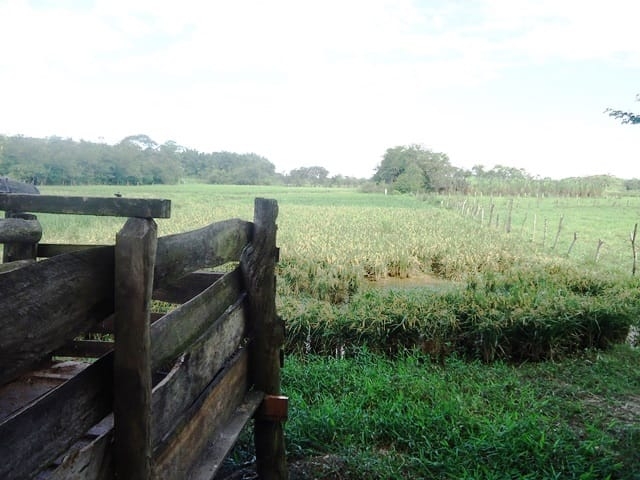 Terreno, 6 hectares - Foto 6