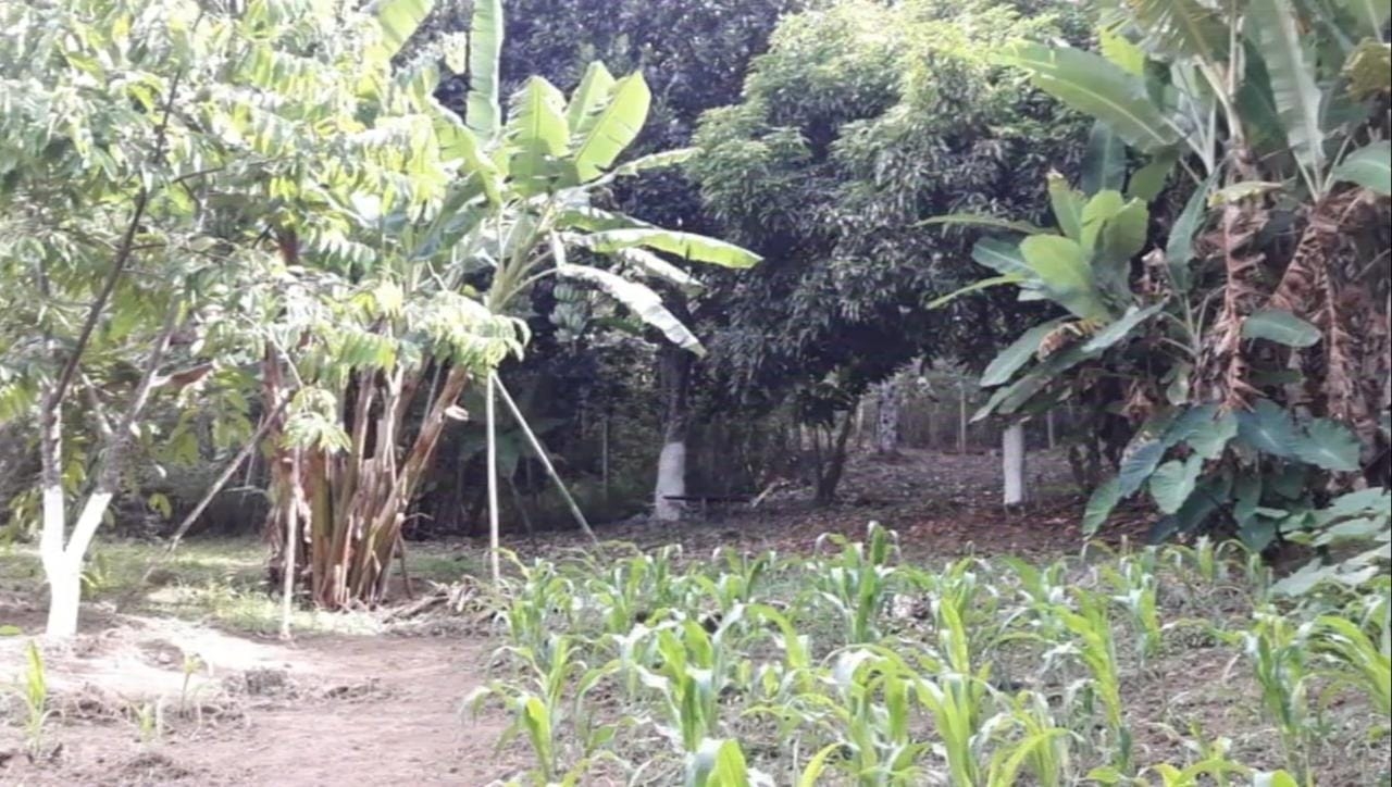 Chácara, 3 quartos, 3 hectares - Foto 3