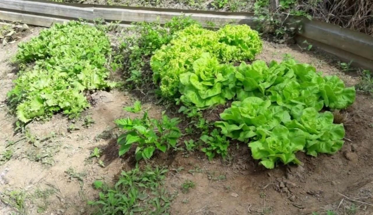 Chácara, 3 quartos, 3 hectares - Foto 5