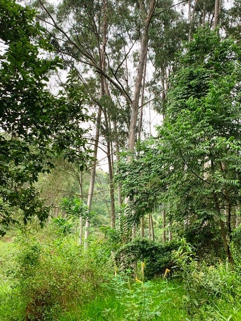 Terreno, 99 hectares - Foto 1