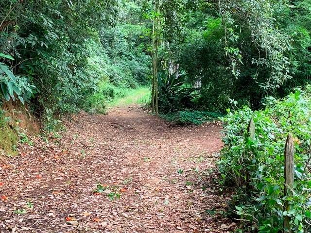 Terreno, 99 hectares - Foto 6