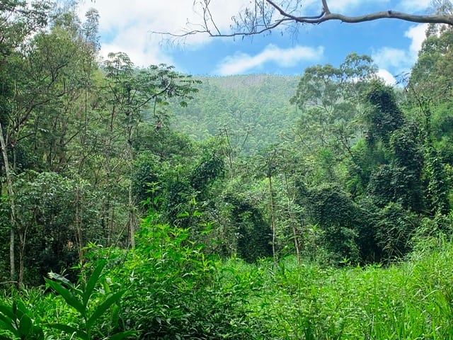 Terreno, 99 hectares - Foto 10