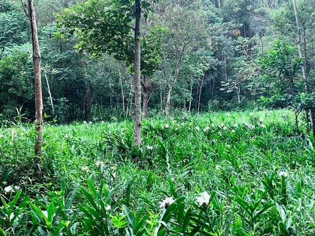 Terreno, 99 hectares - Foto 11