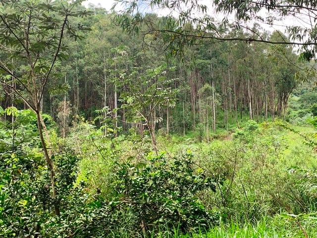 Terreno, 99 hectares - Foto 15