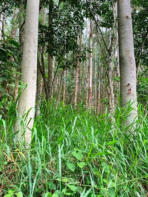 Terreno, 99 hectares - Foto 17