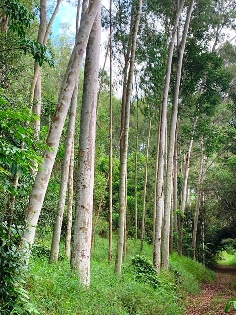 Terreno, 99 hectares - Foto 18