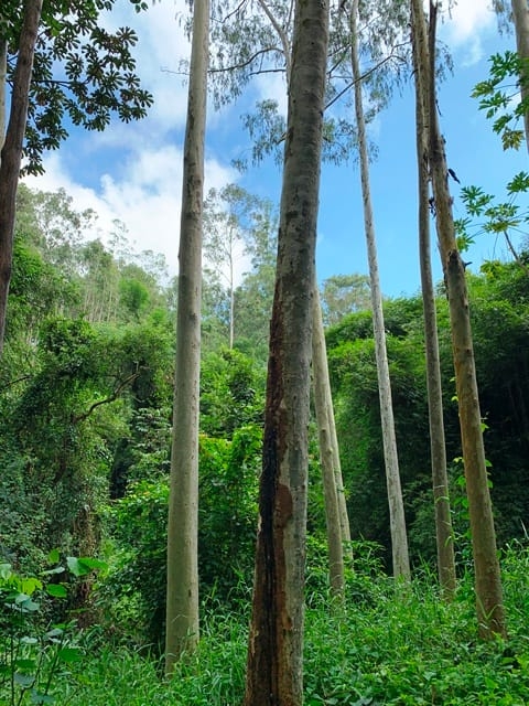 Terreno, 99 hectares - Foto 19