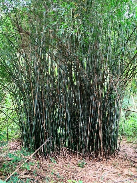 Terreno, 99 hectares - Foto 20