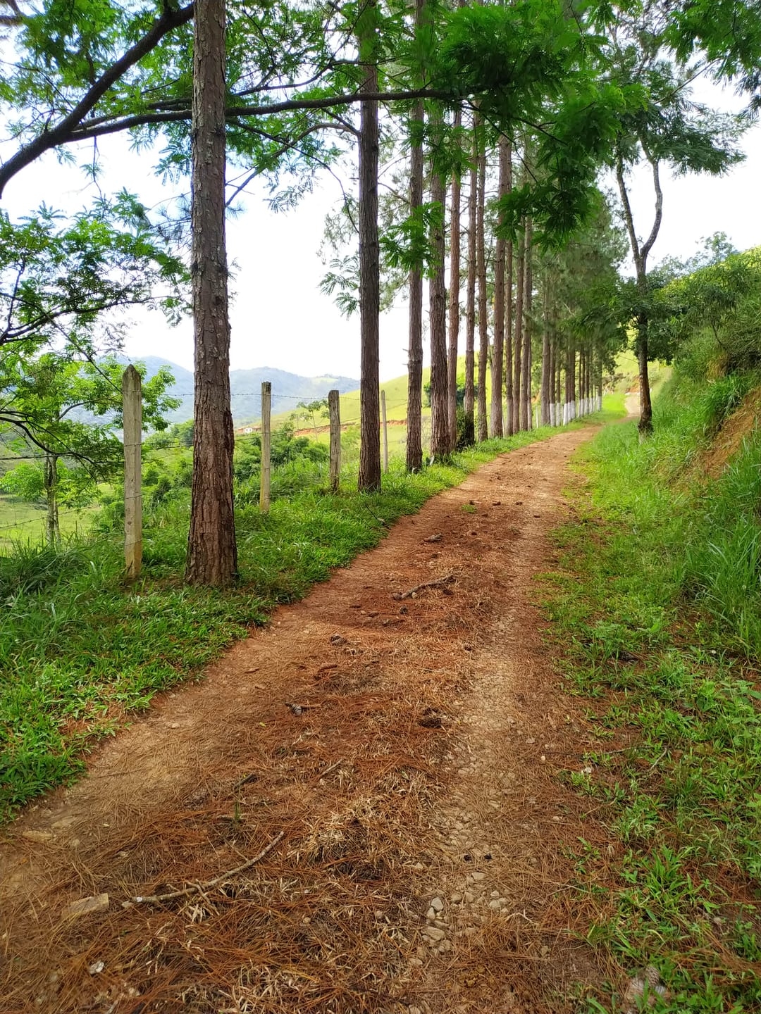 Sítio, 3 quartos, 11 hectares - Foto 47
