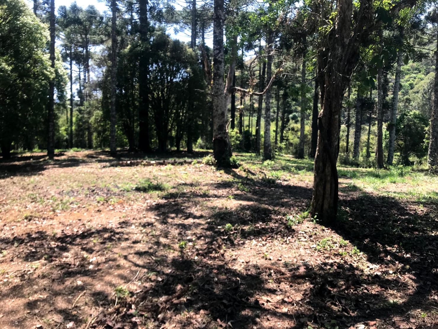 Sítio à venda com 4 quartos, 60000m² - Foto 53