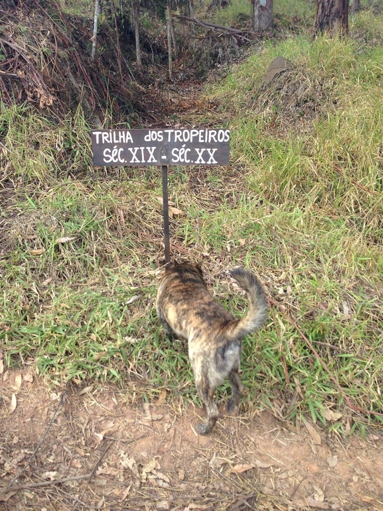 Terreno, 73 hectares - Foto 35