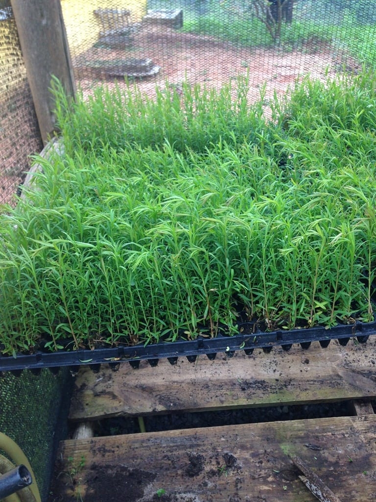 Terreno, 73 hectares - Foto 40