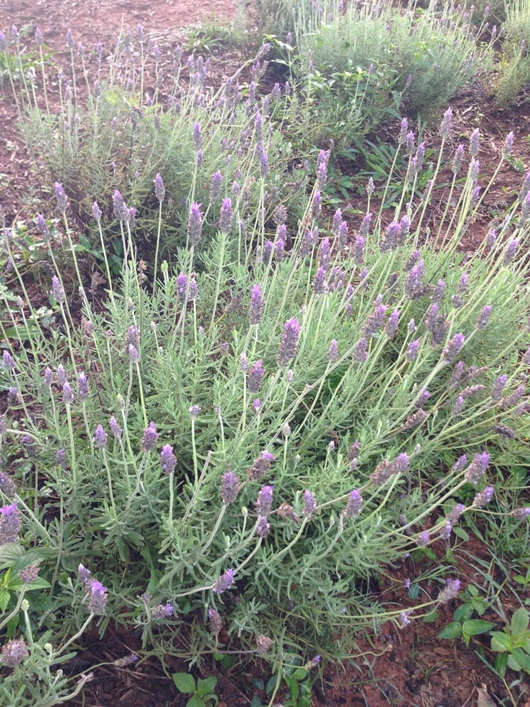 Terreno, 73 hectares - Foto 68