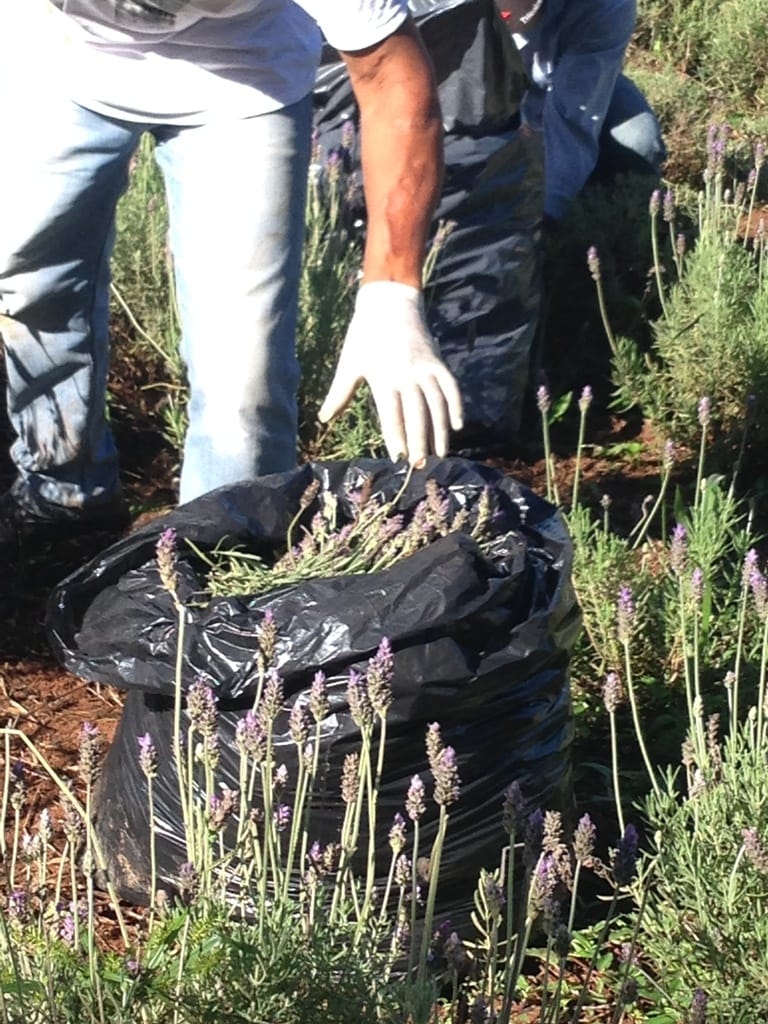 Terreno, 73 hectares - Foto 70