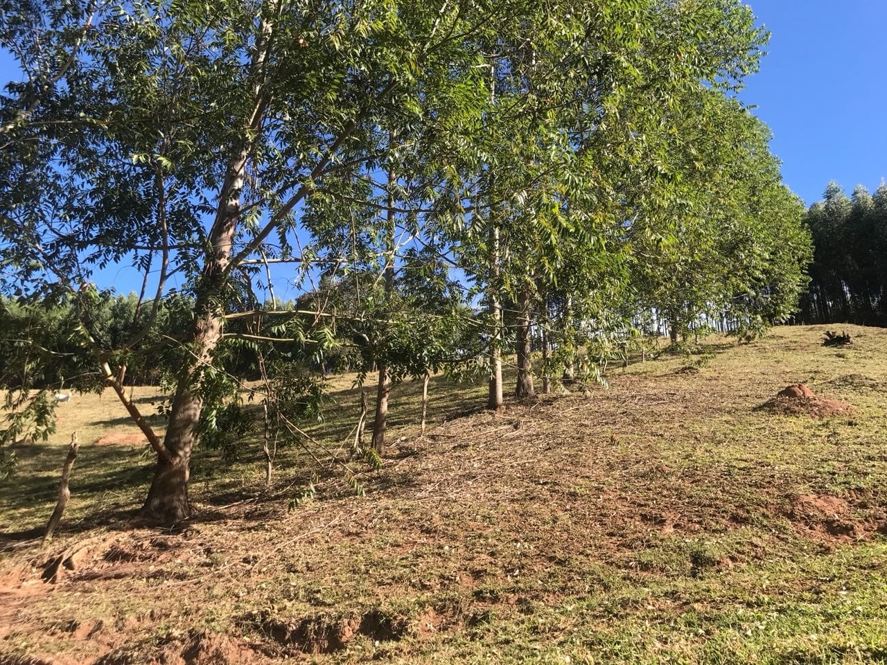 Sítio, 3 quartos, 16 hectares - Foto 1